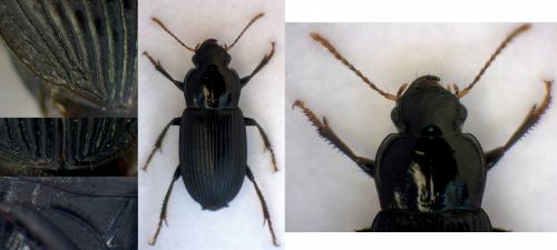 Réf. 288 727 : Harpalus rufipalpis